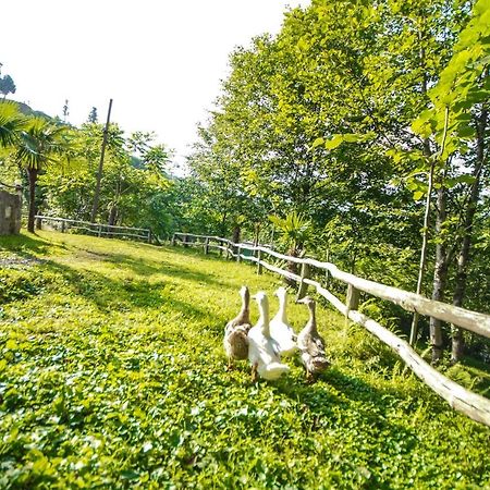 ホテル Oasis Gasamania バトゥーミ エクステリア 写真